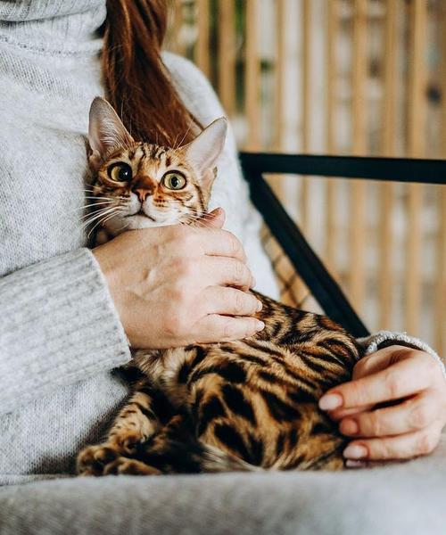 男生喜欢猫的性格特点（以猫为伴，内心温柔的男生）