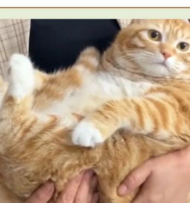 小猫为什么肥？（揭秘小猫肥胖的原因及防控方法）