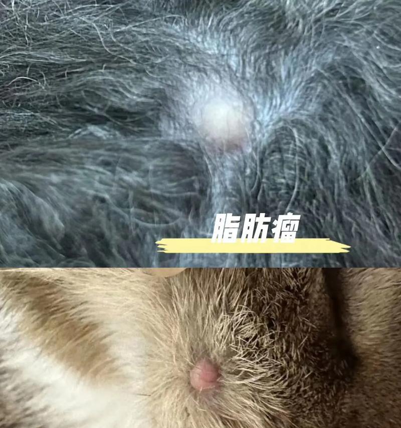 探索狗狗肿瘤破裂的原因及预防措施（揭开肿瘤破裂之谜，拯救我们的毛孩）