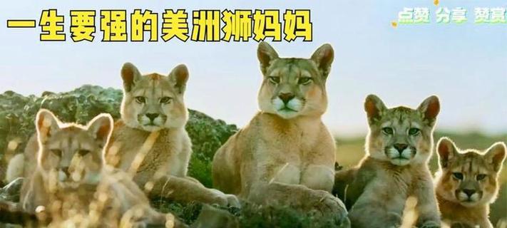 狮子——草原之王的大猫（探寻狮子的威严与力量）