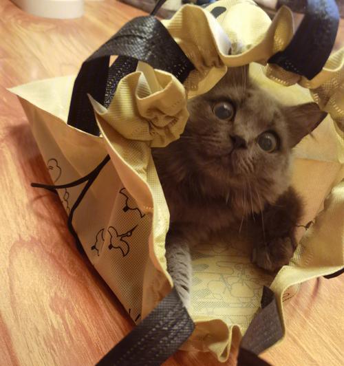 为什么猫咪喜欢钻盒子？（揭秘猫咪对盒子的神秘情结）