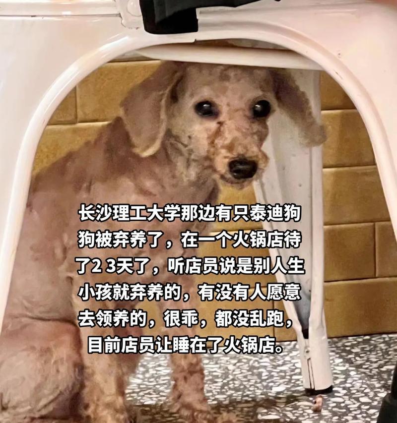 泰迪犬怀孕后的反应及护理指南