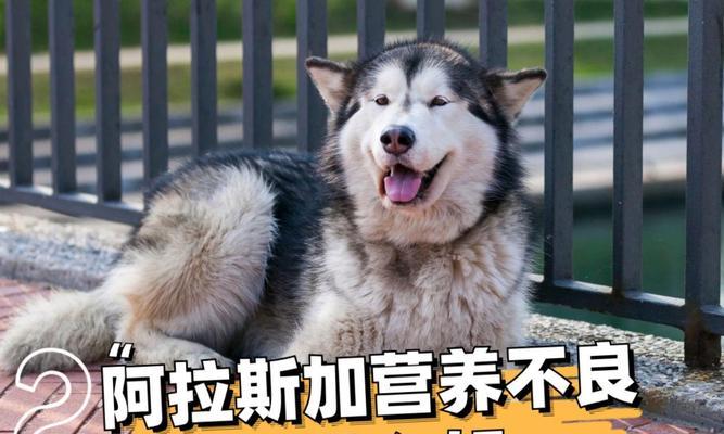 两个月大的小阿拉斯加的饮食需求（为你的小阿拉斯加提供健康营养的食物）