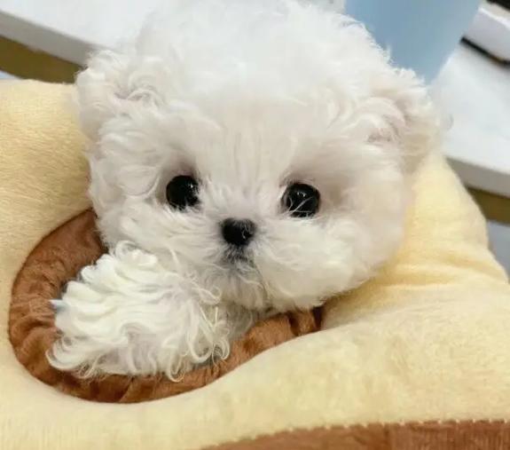 40天的比熊幼犬的水果饮食指南（为您的幼犬提供健康水果，让它快乐成长）
