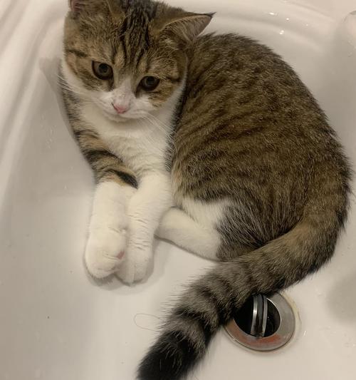 家猫洗脸的奇特行为代表什么？（揭秘家猫洗脸的原因和意义）