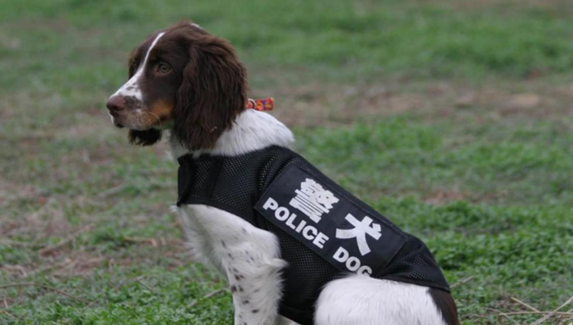 中国警犬的种类和特点（探索中国警犬的多样性及其应用领域）