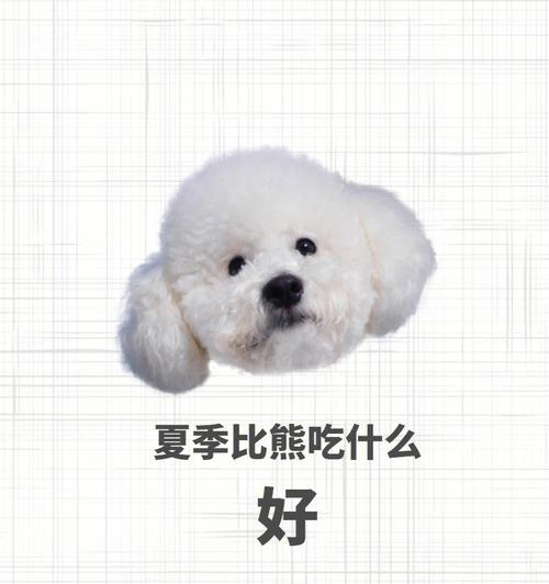 比熊犬母狗催奶的有效方法