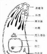 宫形虫感染（探索宫形虫感染的风险因素、治疗方法和预防措施）