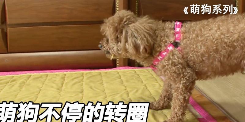为什么狗穿鞋不会走路？（狗的步态与穿鞋的关系及可能原因）