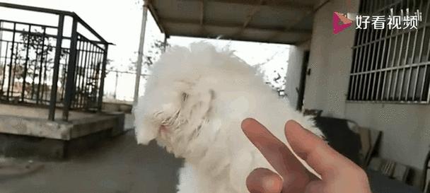 狗狗剪毛的重要性（让我们一起了解为什么狗狗需要定期剪毛吧！）
