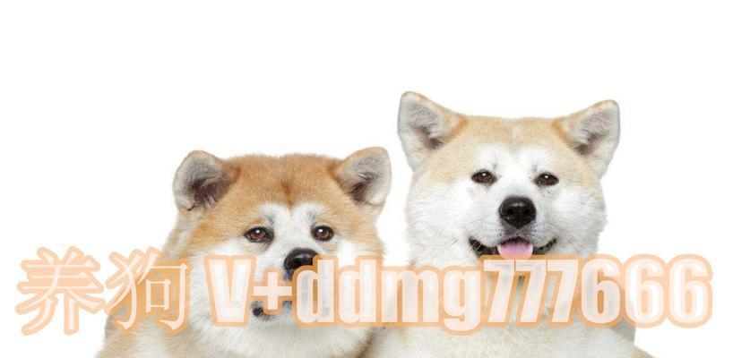沈阳禁养秋田犬的原因及影响（秋田犬禁养政策对沈阳市民及宠物市场的影响分析）