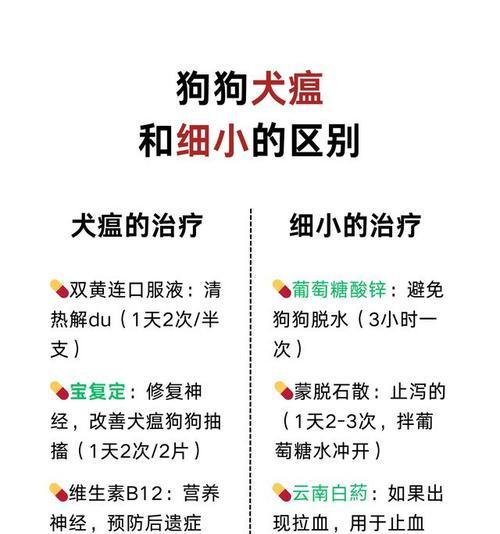 犬瘟狗狗死后立即养狗的注意事项（为新狗狗提供一个健康的生活环境和适当的护理）