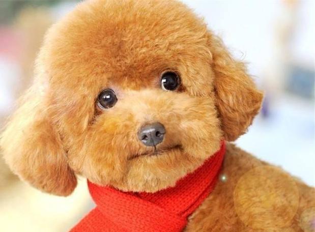 泰迪犬与贵宾犬（探究泰迪犬和贵宾犬的共同之处及其背后的原因）