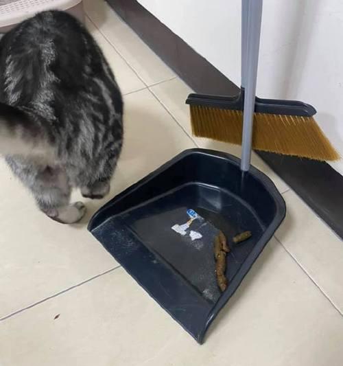 猫咪排便异常现象的原因与处理方法（揭秘猫咪拉什么屎不正常的背后故事）