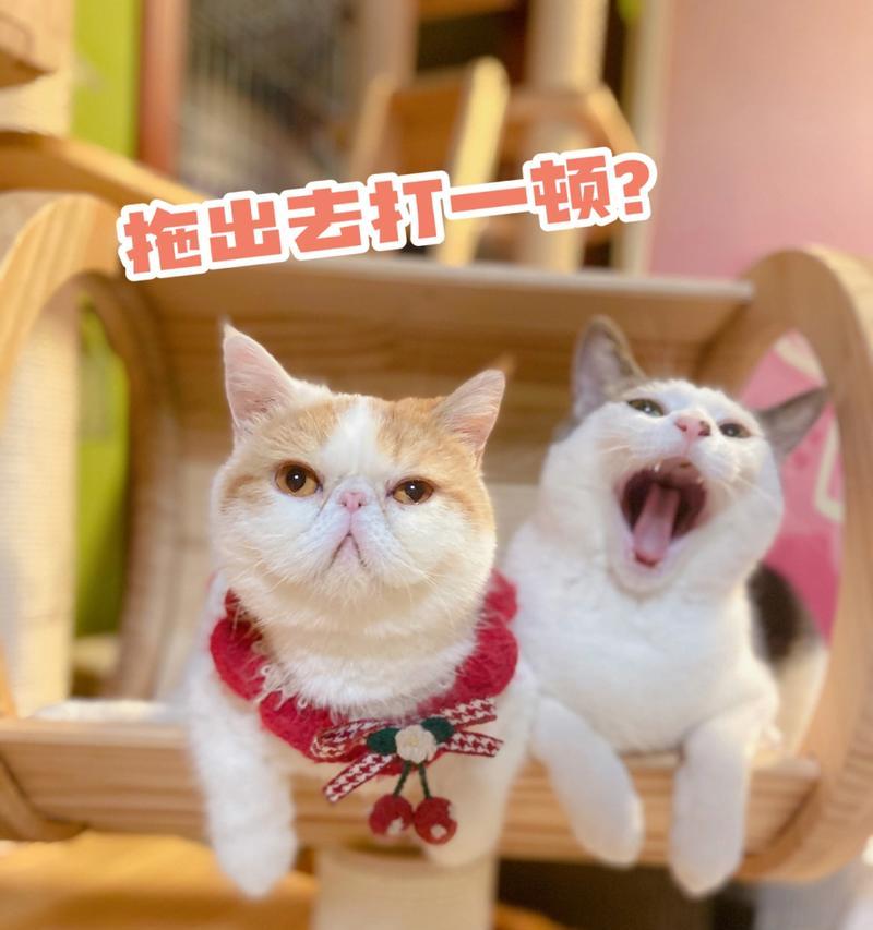 小猫为什么爱咬人？（解决小猫咬人问题的有效方法）