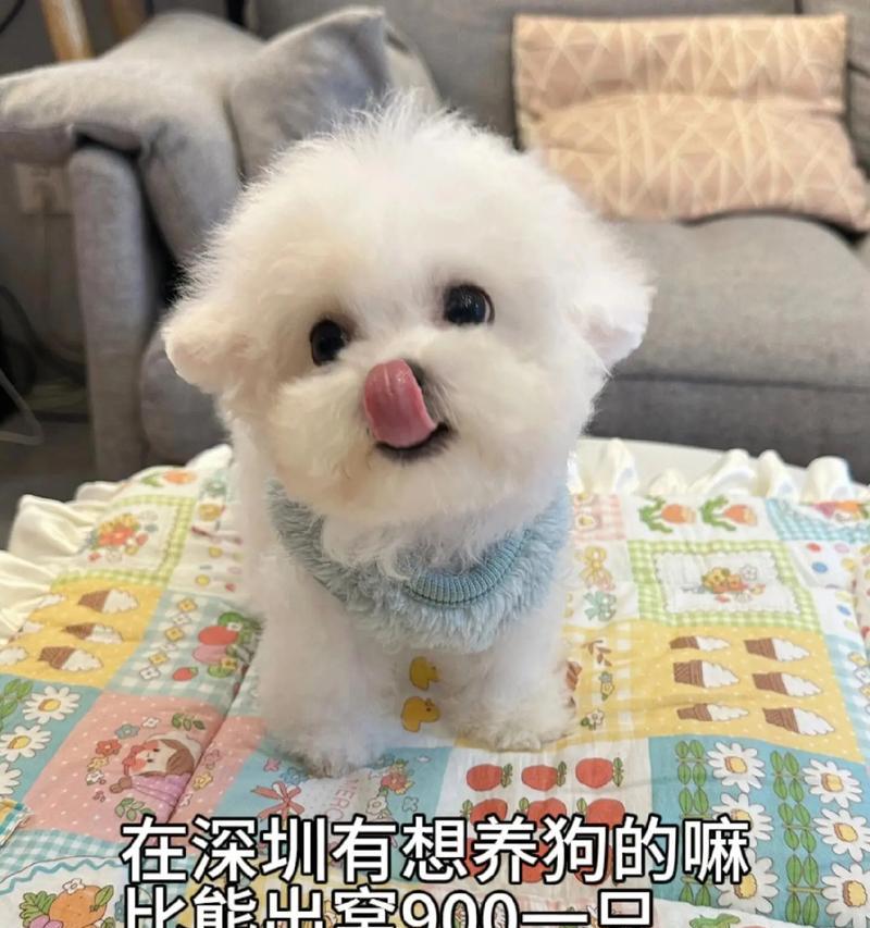 宠物狗的饮食需求（满足小狗健康成长的饮食要求，）