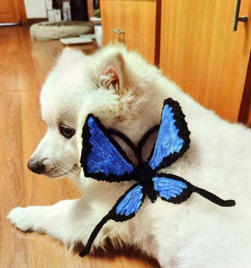 揭秘狗身上白点之谜（白点是什么？狗身上白点的意义与影响）