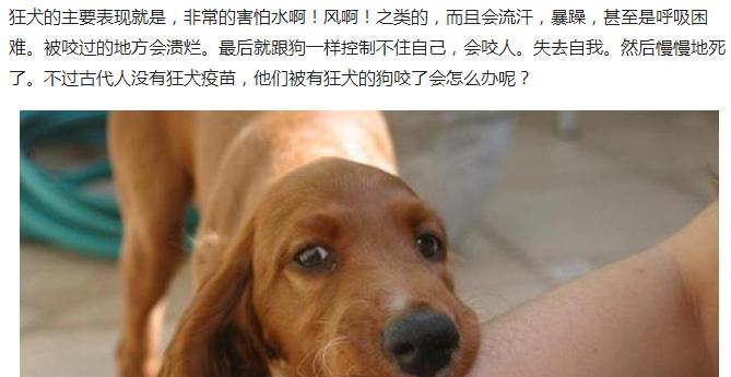 狗咬主人的原因及预防方法（探究狗咬主人的动机和如何避免咬伤事件）