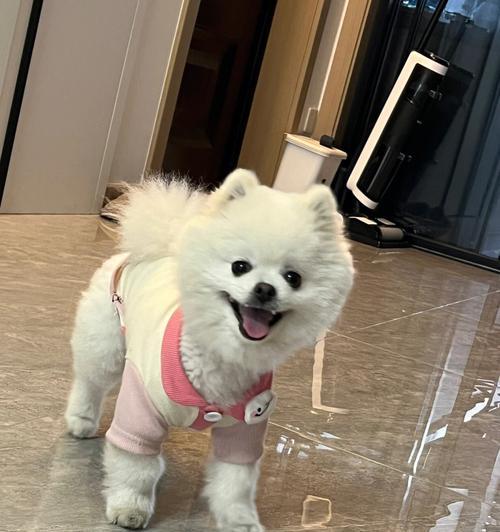 博美犬的七种经典颜色（展现博美独特魅力的丰富色彩）