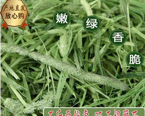 兔子的饮食需求与以牧草为主的饮食安排（兔子的饮食需要及牧草在兔子饮食中的重要性）