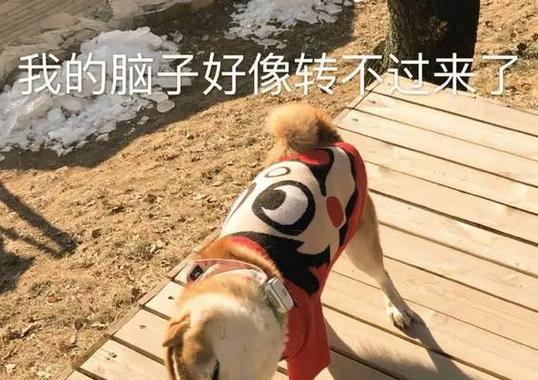 狗为什么不宜食盐？（探寻狗不能吃盐的原因及其对健康的影响）