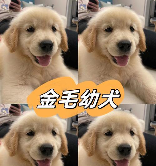 如何科学补充金毛幼犬所需的营养？（金毛幼犬补充营养的重要性及相关方法）
