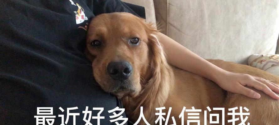 买狗前的重要注意事项（以买狗之前需要注意什么东西为主题写1个文章的和副标题及的1个）