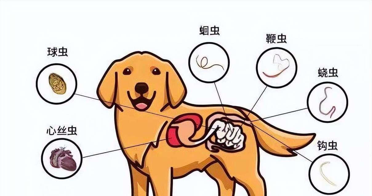 小狗常见疾病及防治方法（揭秘小狗常见疾病，保护它们的健康）