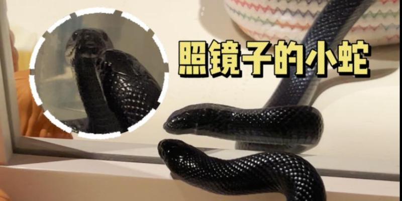 照镜子反应内心世界的奥秘（镜中映照人生真相）