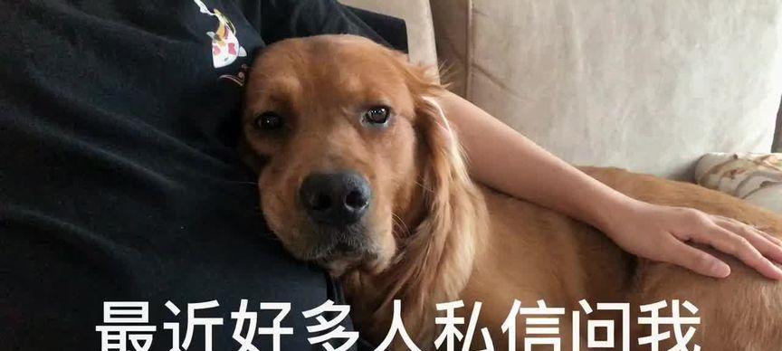 孕妇养狗手续及注意事项（孕妇养狗的关键注意事项，确保母婴安全）