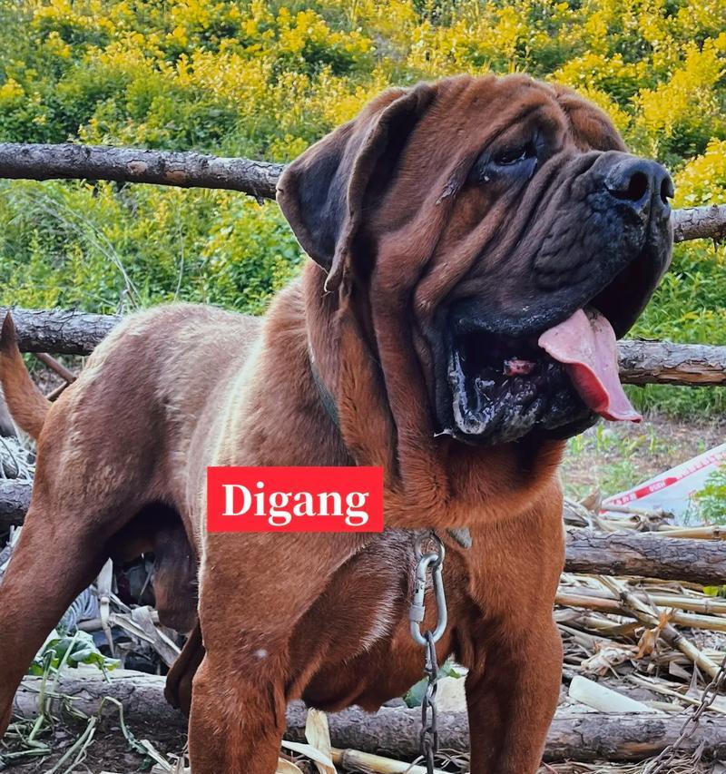选择适合狩猎的犬种——寻找最佳猎犬伴侣（如何选择适合狩猎的犬种，让你的狩猎经历更加精彩）