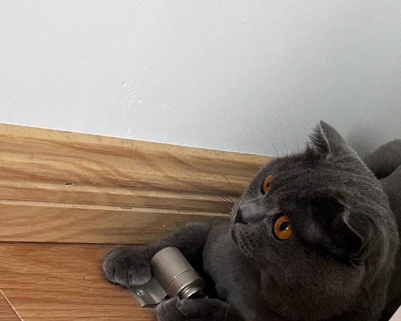 世界上最胖的猫是什么品种？（探索体重最重的猫和其特征）