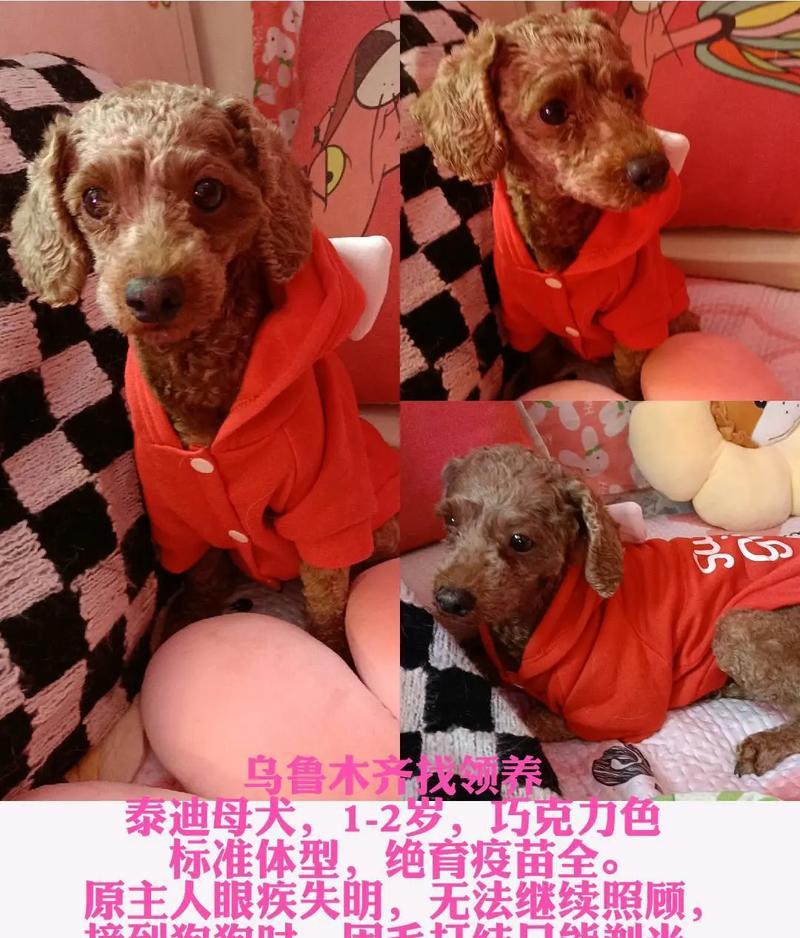 母狗泰迪的独特名字与故事（揭秘泰迪犬命名的艺术与趣闻）