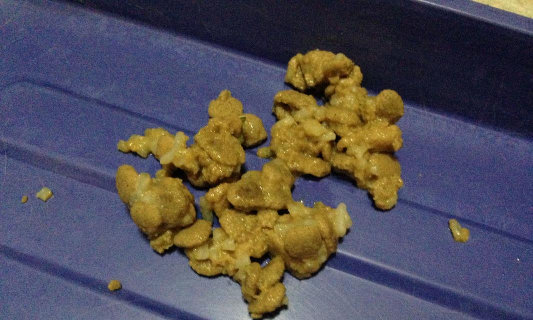 金毛狗的药物治疗指南（为您的金毛狗选择合适的药物治疗方案）