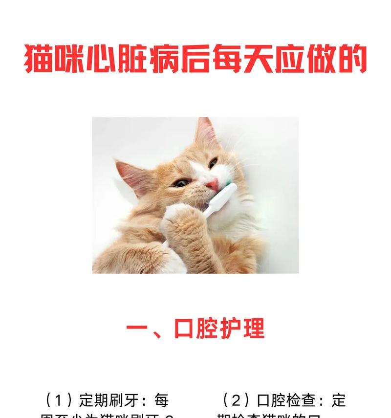 猫咪常见疾病一览（了解猫咪可能患上的主要疾病及防治方法）