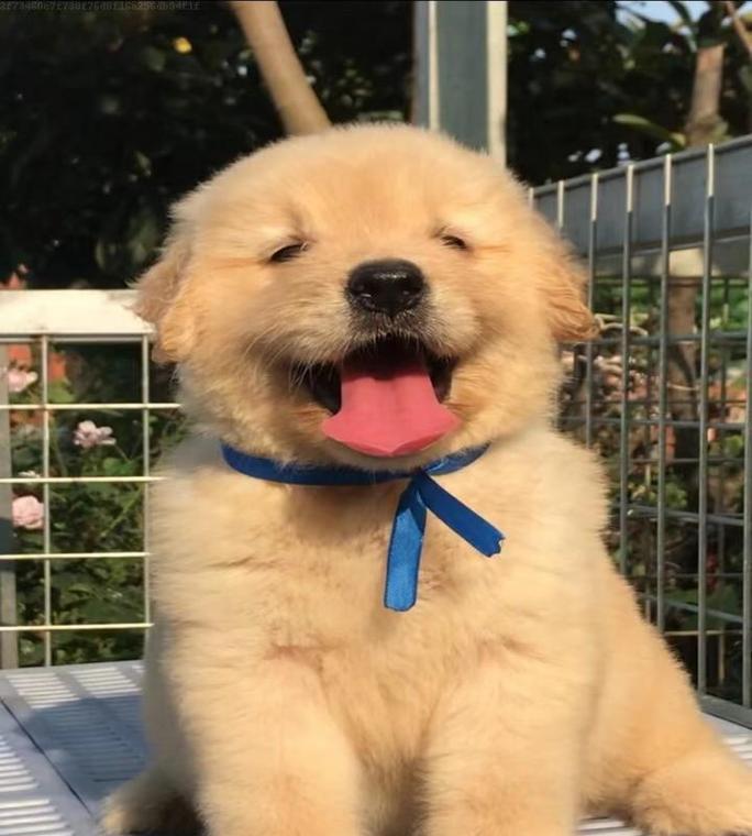 金毛犬的饮食指南（了解金毛犬的饮食需求，让它健康快乐成长）
