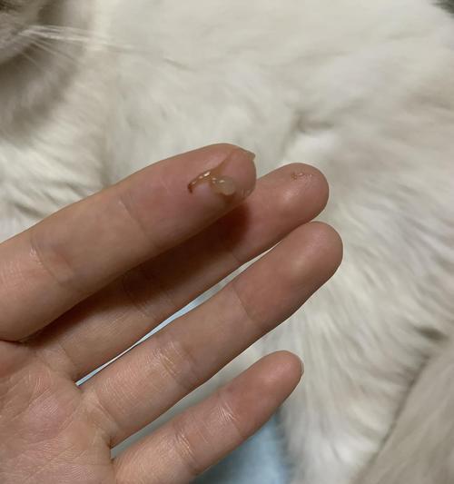 揭秘猫咪为什么爱吃眼屎（猫咪对眼屎的偏好及其原因）