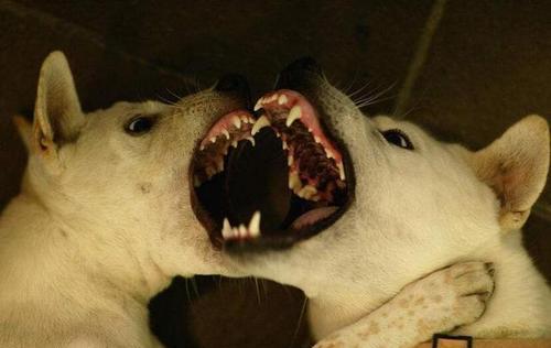 狗狗狂犬病初期症状详解（了解狂犬病初期症状，保护你的爱宠）