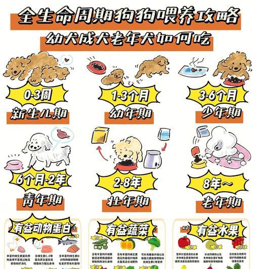 孕期母犬如何合理补充营养？（为母犬提供丰富的饮食是确保幼犬健康发育的关键）