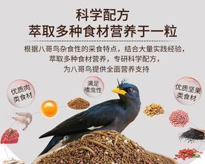 土八哥的食物选择与健康（探索土八哥的食物偏好与饮食习惯）