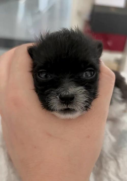 如何正确喂养小奶狗（以买来的小奶狗喂什么？）
