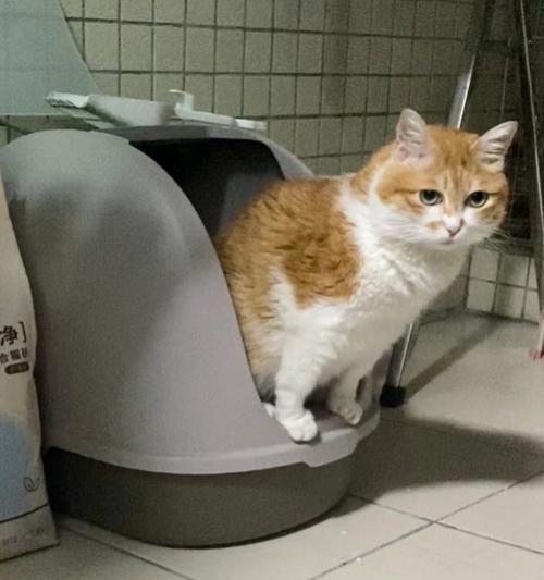 猫为什么频繁上厕所？（探究猫咪上厕所频率的原因与解决办法）