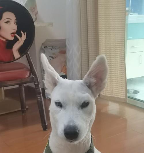 如何帮助太瘦的萨摩幼犬增重（合理饮食和调节生活方式是关键）