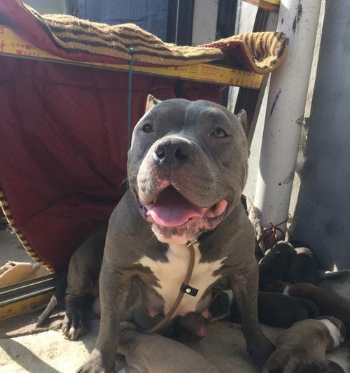 如何正确喂养一只刚被恶霸一个多月的幼犬（以恶霸一个多月的幼犬吃什么？喂养要注意什么？）