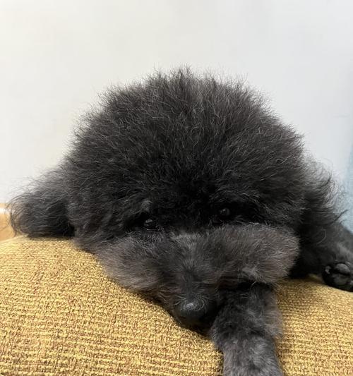 我家泰迪毛为什么那么少？（探究泰迪犬少毛的原因及解决方法）