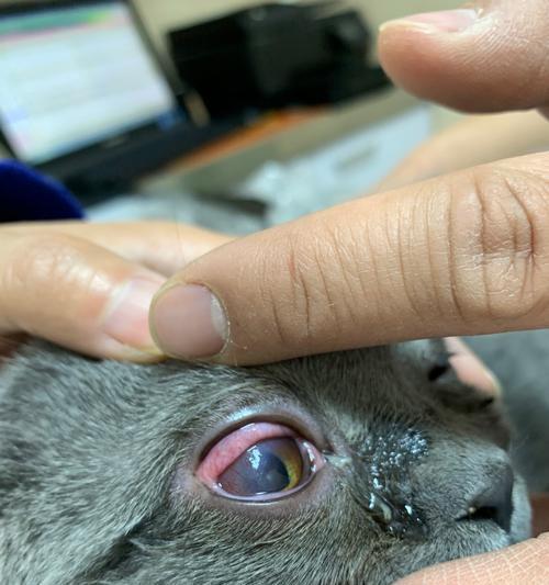 猫眼睛上有层东西是什么东西？如何处理？（解析猫眼中出现的症状，提供有效的治疗方法）