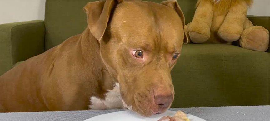 金毛犬两个月大能否吃生肉？（金毛犬食谱及饮食习惯分析）