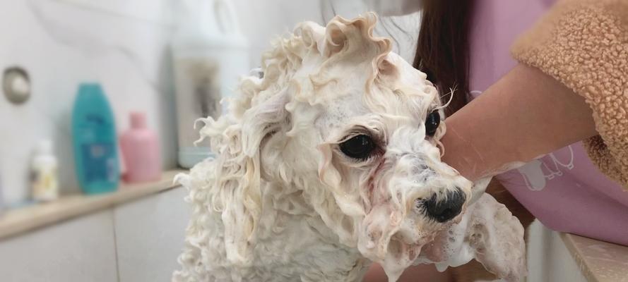 为什么狗狗洗澡后会兴奋不已？（狗狗洗澡后表现出兴奋的原因以及如何应对）