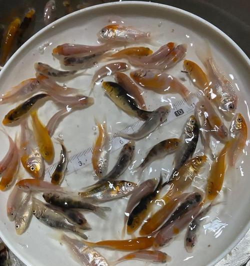 招财鱼苗的饲养与饮食需求（招财鱼苗如何健康成长，饲料选择至关重要）