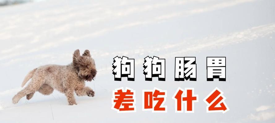 宠物狗狗肠胃疾病的症状及治疗方法（了解狗狗肠胃疾病的常见症状，提早采取适当治疗）